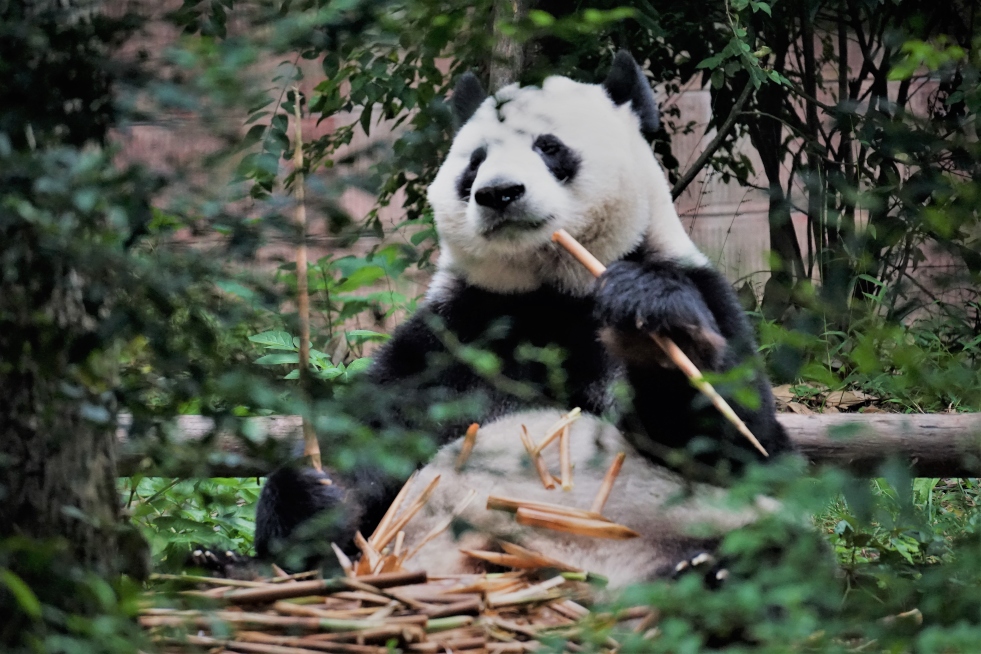 panda-with-pile-of-bamboo-on-stomach